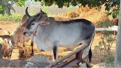 ગોધલો વેચવાનો સે પેલી ધર નો સે
