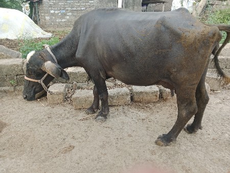 1 મહીના ની વીહાણેલ છે