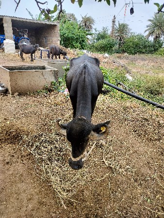 વેચવાની છે