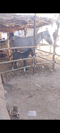 કાઠીયાવાડી ઘોડી ના પગના મુઠીયા ભારે