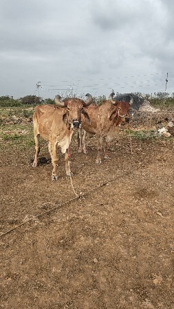 બળધ