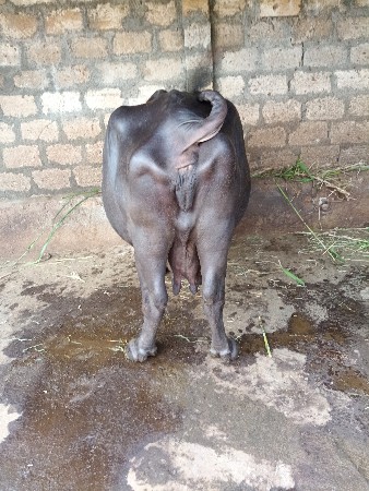 ભેંસ વેચવાની છે