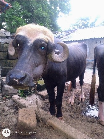 ખડેલી વેચવાની છે
