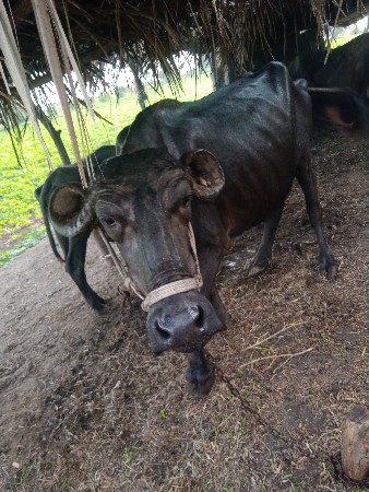ભેંશ વેશવાનિ શે