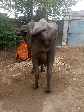 ભેસ વેચવાની છે ફોન