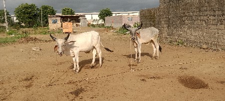 Junagarh per Sankalp
