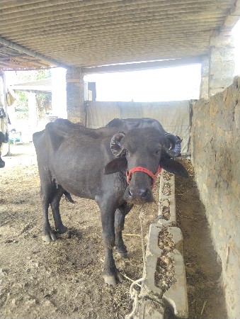 ખડેલી વેચવાની છે પેલું વેતર