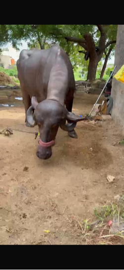 ભેંસ વેચવાની છે