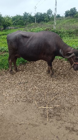 ભેંસ વેચવાની છે એક પાડી એક પાડો