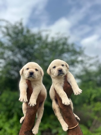 લેબરા ડોગ
