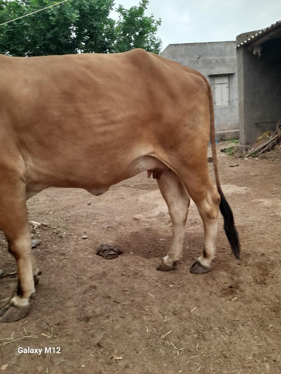 ગાય વેચવા ની છે