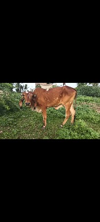 3 નેય સારા વેલા ની સે