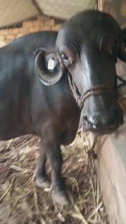 ભેંશ વેચવાની છે
