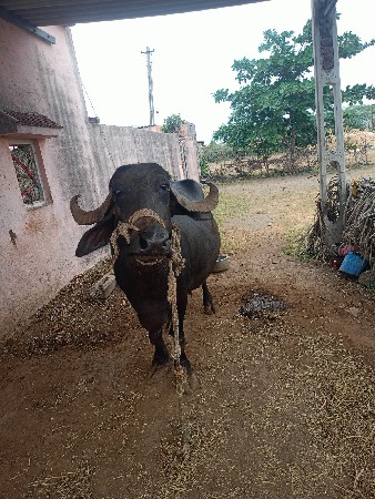 વેચવાનિ છે