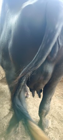 ભેંસ વેચવાની છે
