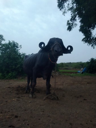 વેચાણ થઈ છે