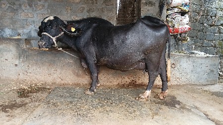 ભેશ વેચવાની છે