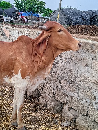 2 વાછડી વેચવાની છે બેય ગાભણી છે