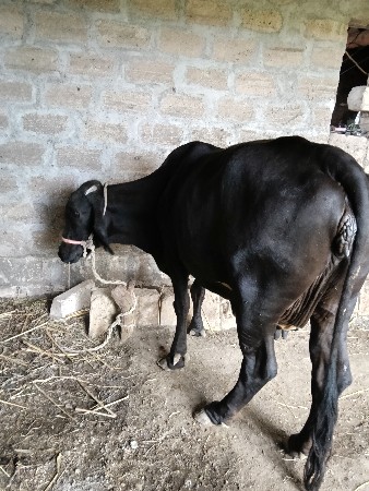 ગીર ક્રોસ ગાય