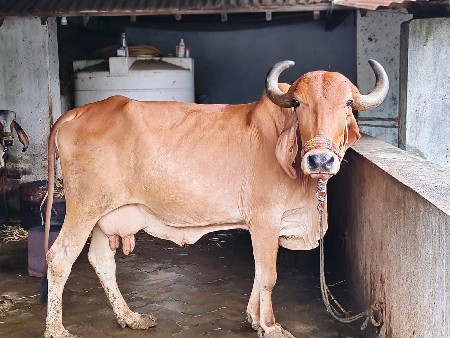 ગાઈ વેચવાની છે ત્રીજું વેતર