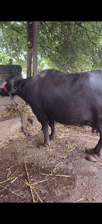 ભેંસ વેચવાની છે