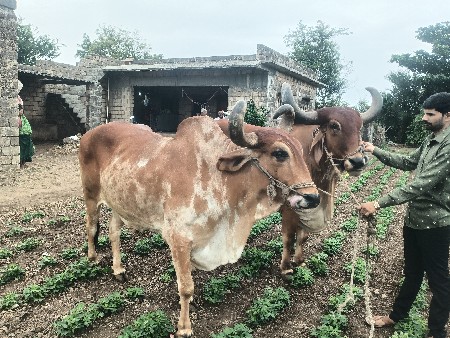 બળદ વેચવા ના  છે