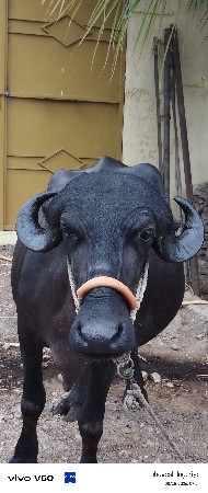 પેલા વેતરી ખડેલી વેચવા ની સે