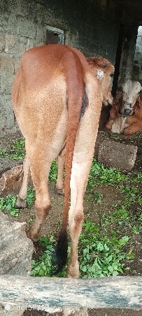 ગીર.વાસડીછે