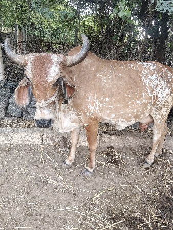 આ ગાય વેચવાની છે