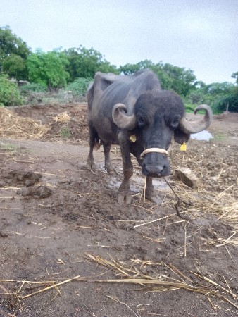 આ ભેંસ વેચવાની છે
