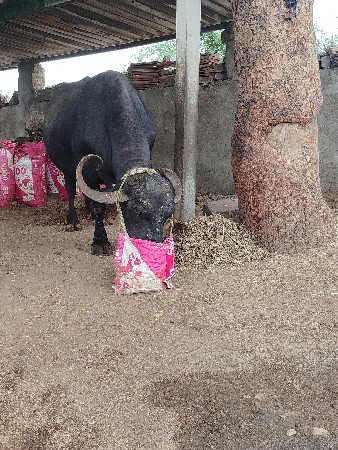 ભેંસ વેચવાની છે ત્રીજું વેતર