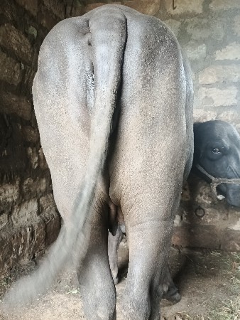 1 વેતર ખડેલી વેસવાની છે