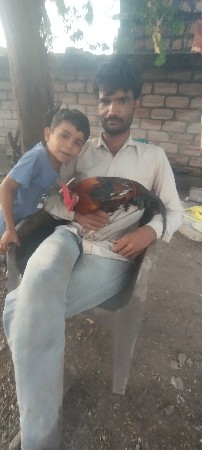 મરધા  વેચવાના   છે
૧૫૦૦