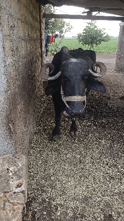 ભેંસ