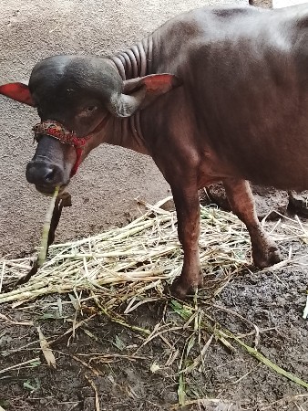 ખડાય અઢી વર્ષની છે