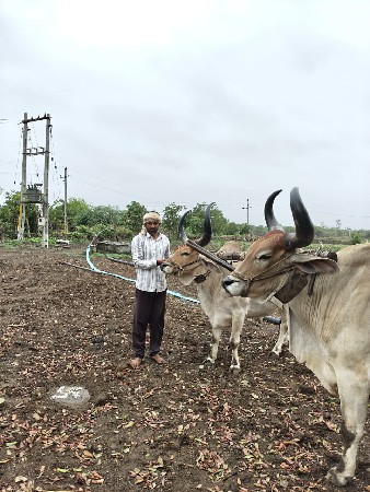 બળદ ગોધલા