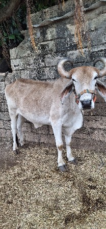 ફુલ સોજો  પાણીયારો