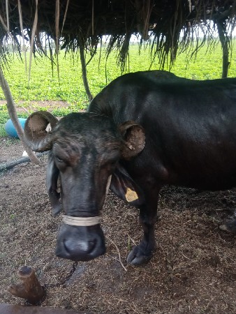 ભેશ વેશવાનિ શે