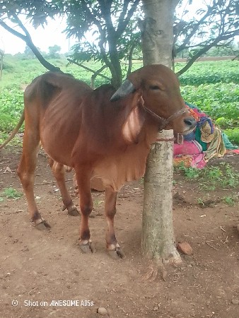 gay devani se