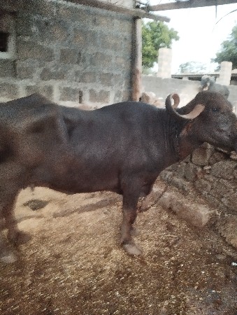 વેચવાની છે