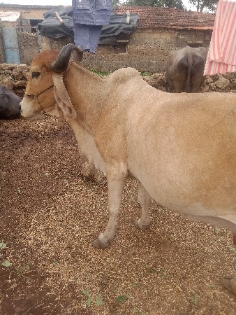 gay vesavani se