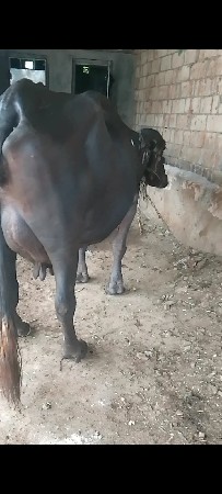 આ ભેંસ વેચવાની છે