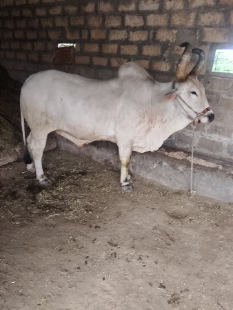 બળદ વેચવાનો છે