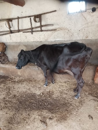 જરસીગાયવેસવાનીછે
