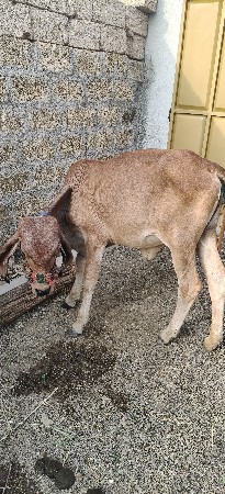 વાસળી દેવાની છે