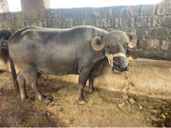8manani gabhan