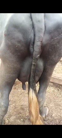 ભેંસ વેચવાની છે