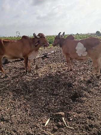 બરધ વેશવા ના છે