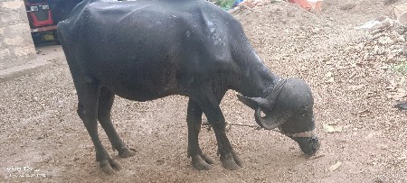 વેચી દેવાની છે
