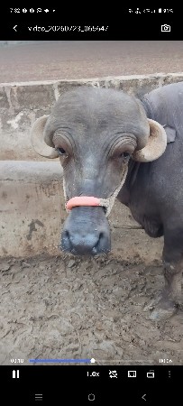 પાડી 3વર્ષ ની થાલી સે